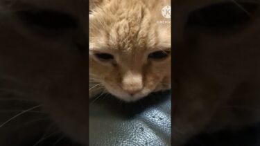 ちゃちゃ#にゃー #にゃんこ大戦争 #ポケモン #猫動画実況