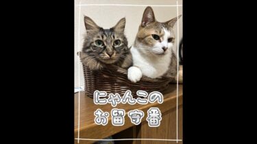 2025.2.4(火)にゃんこのお留守番🏠配信者不在です